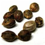 Семена марихуаны АК-47  (Seeds AK-47) в Колпашево